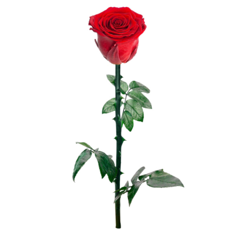 Single rose with stem in a box